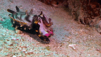 flamboyant cuttlefish australia GIF