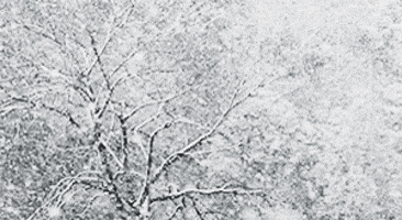 Video gif. Black and white barren tree in the forest. Large Snowflakes gracefully fall down in droves, covering each limb of the tree. 