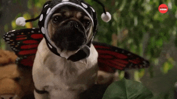 Doug The Pug Halloween GIF by BuzzFeed