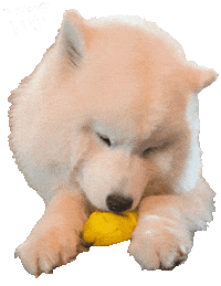 Ice Licking Sticker