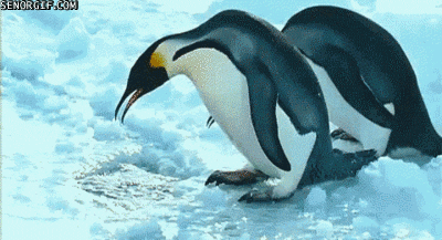 Ice Penguin GIF