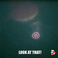 Water Swimming GIF by Shark Week