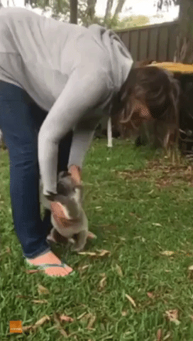 Port Stephens Koalas Have Adorable and Clumsy Moments