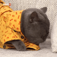 Cat GIF by TRT