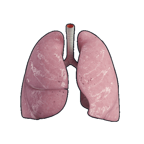 3d4medicalfromelsevier giphyupload heart 3d skull Sticker