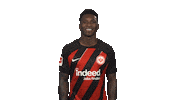 Eintracht Frankfurt Yes Sticker by Bundesliga