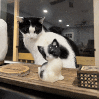 Cat GIF
