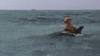 funny dog GIF