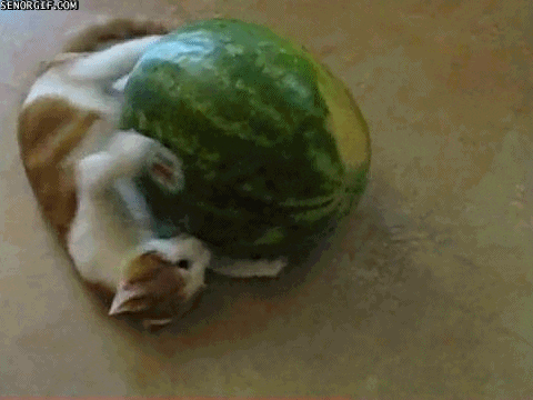 dis GIF