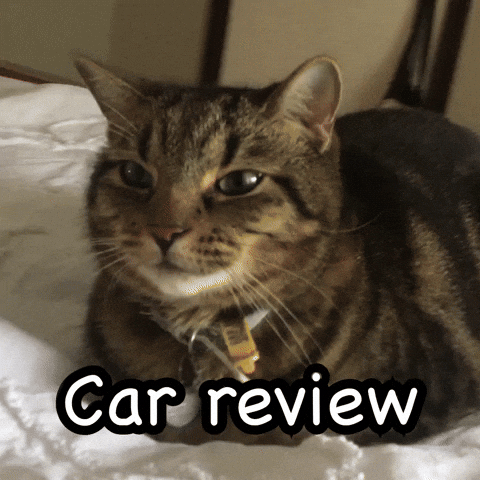 TheOdiecat cat odie oodle odiecat GIF