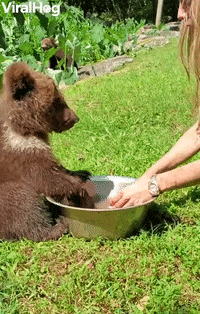 Endangered Baby Bear Plays In Water Bowl GIF by ViralHog