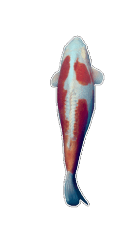 Japan Swimming Sticker by EDGARDUDE