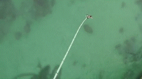 sharks GIF