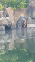Fiona the Hippo Swims Over to Greet Onlooker at Cincinnati Zoo