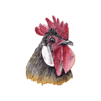 EDGARDUDE cock pollo gallo polla Sticker