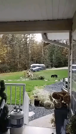 British Columbia Woman Finds Five Bears in Her Front Yard