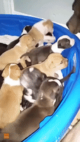 Azula the Pit Bull Watches Over Adorable Foster Puppies