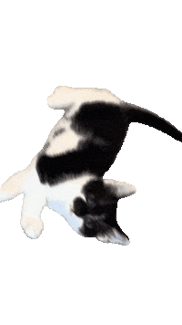 Roll Over Roly Poly Sticker