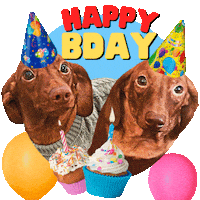 Sticker gif. Two brown Dachshunds in sweaters and festive birthday hats, with lively cupcakes and floating balloons, under a message in graphic block letters that flash pink and yellow and green. Text, 'Happy B Day.'