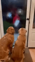 Dogs Thrilled as College Kids Arrive Home for Thanksgiving