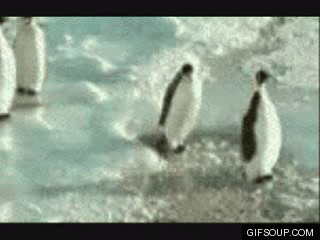 someone penguin GIF