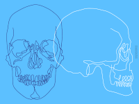skull line GIF by Souzacampus