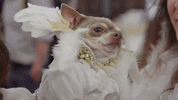 westminster dog show 7 days out GIF by Sony Pictures Television