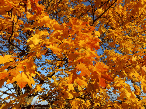 ingovalgma giphyupload GIF