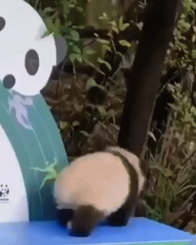 cuteanimalland giphyupload GIF