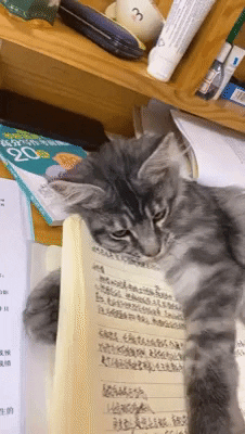 cuteanimalland giphyupload GIF