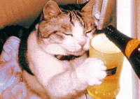 Tired Cat GIF