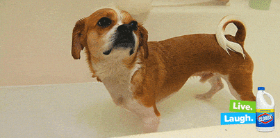 dog bath GIF by Clorox
