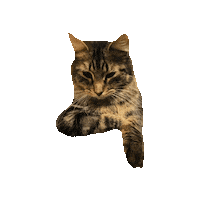 Cat Chilling Sticker