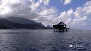 Paul Gauguin Dream GIF by PONANT
