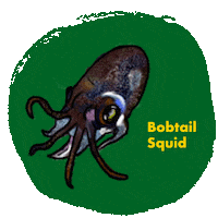 nparksbuzz animals singapore squid creatures Sticker