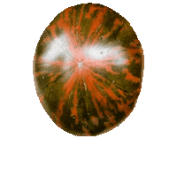 Seed Tomatoes Sticker by Tomato Revolution seeds