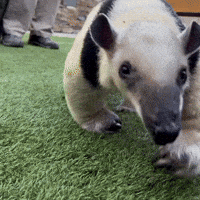 Walking Walk GIF by San Diego Zoo Wildlife Alliance