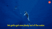Shark Week GIF by BuzzFeed