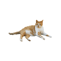 Cat Flame Sticker by Gray Hat Films