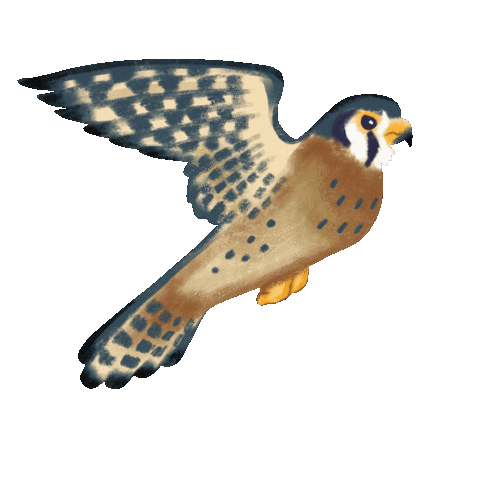 AlanaMcCarthyArt bird k hunter hawk Sticker