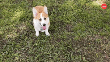 It's Corgi Time