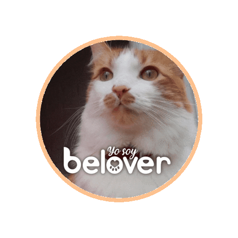 Cat Pepe Sticker by Befoods Chile