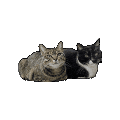 CasTemi gatos yuri kira yurikira Sticker