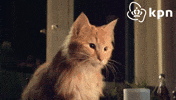 Cat Vibing GIF by KPN