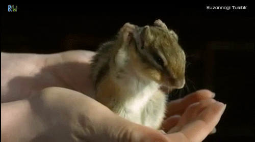slow motion squirrel GIF