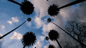 Country Music Lyric Video GIF by Priscilla Block