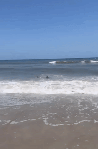 Sharks Spotted in Shallows at Florida Beach