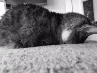 no thank you not today GIF by Amanda
