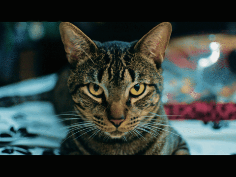 sexy cat GIF