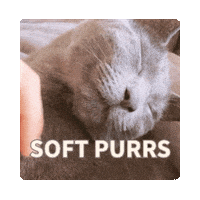 Cats Petting Sticker
